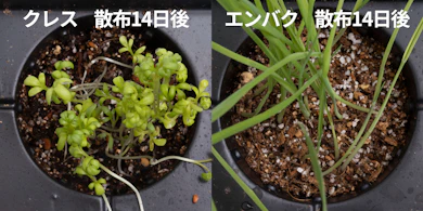 発芽しにくさの検証では、新しい芽が出てそのまま育った