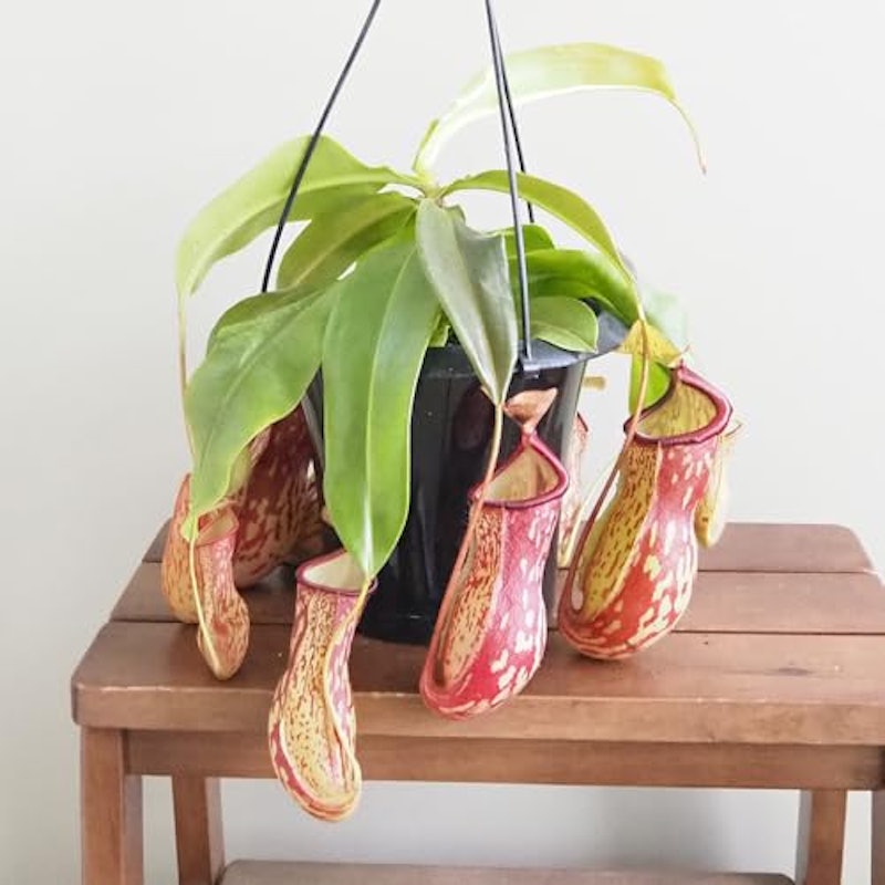 食虫植物 ネペンテス ガヤ 1