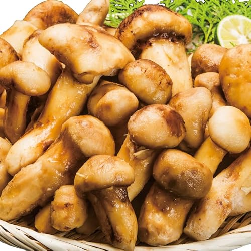 お取り寄せ松茸のおすすめ人気ランキング【2026年6月】 4