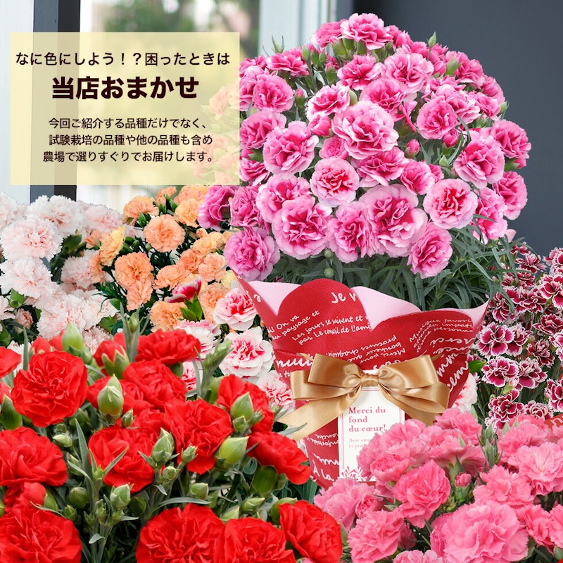 カーネーション 14