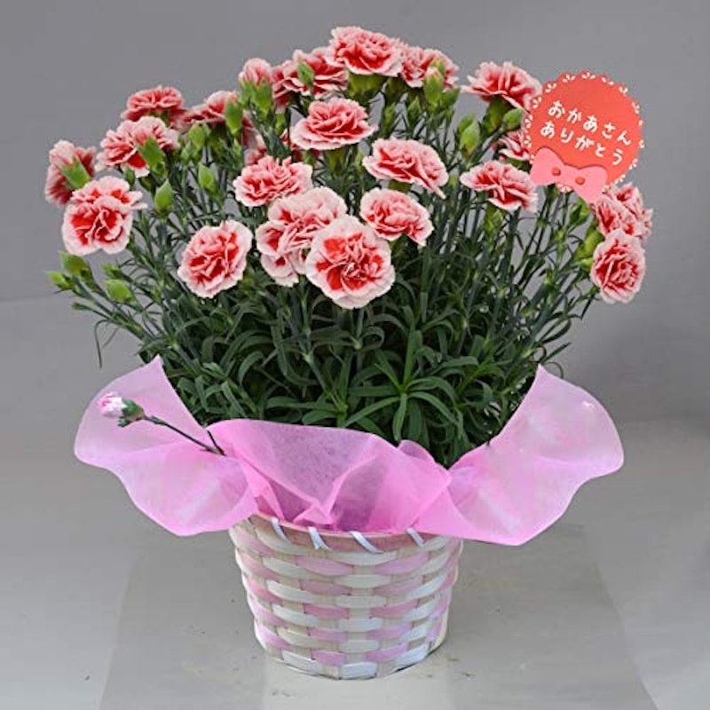 22年 母の日向けカーネーション鉢植えのおすすめ人気ランキング40選 Mybest 22年 母の日向けカーネーション鉢植えのおすすめ人気ランキング40選 Mybest