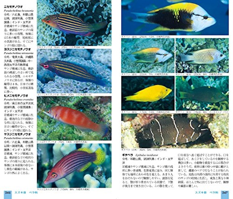 山溪ハンディ図鑑 改訂版 日本の海水魚 3