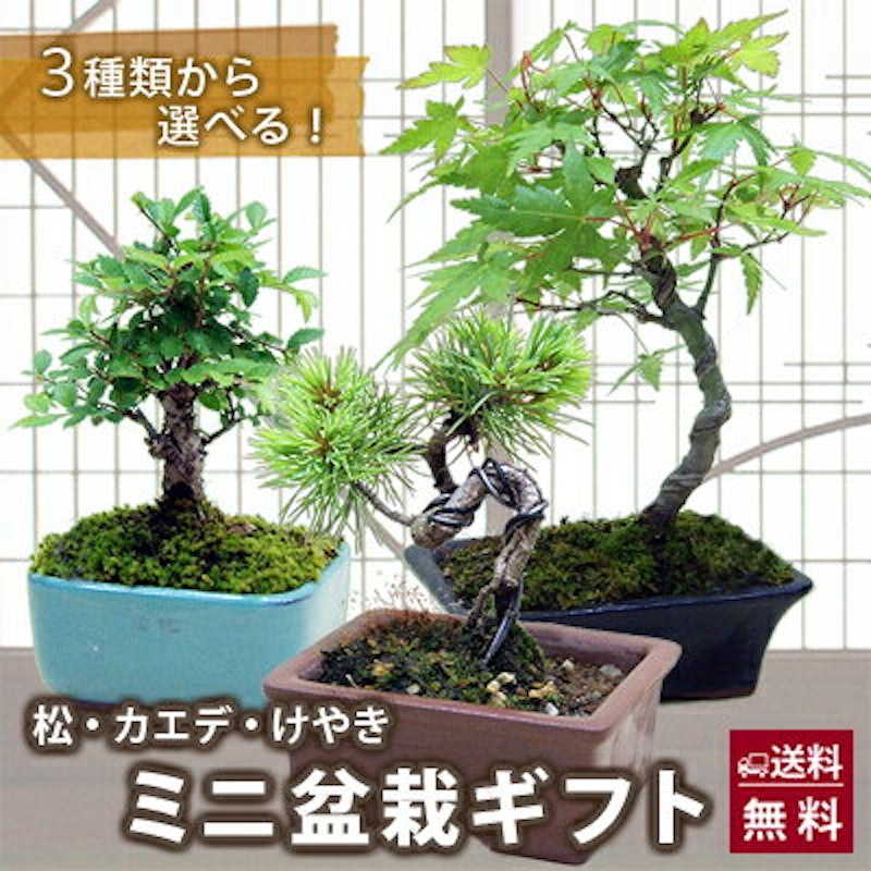 松・カエデ・けやき ミニ盆栽ギフト 1