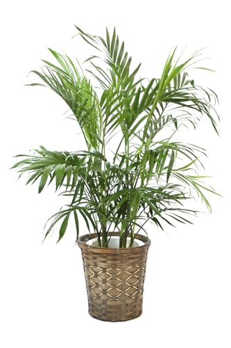 メキシカンケンチャヤシ 株分け メキシカンケンチャヤシ 株分け