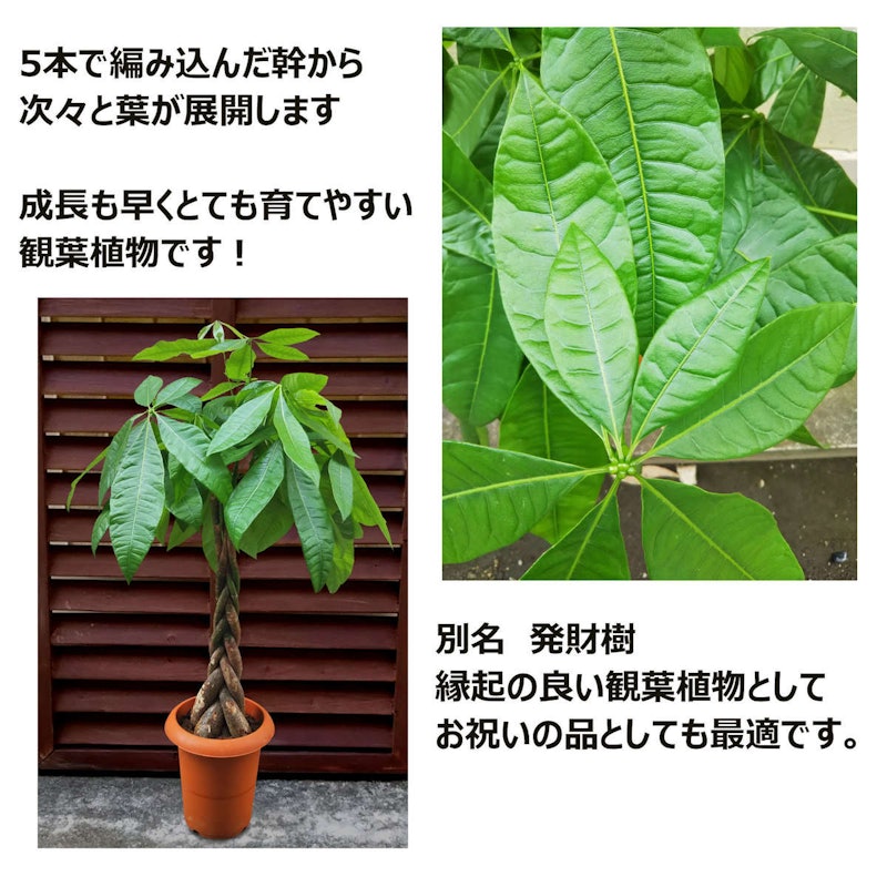 パキラ 7号 2