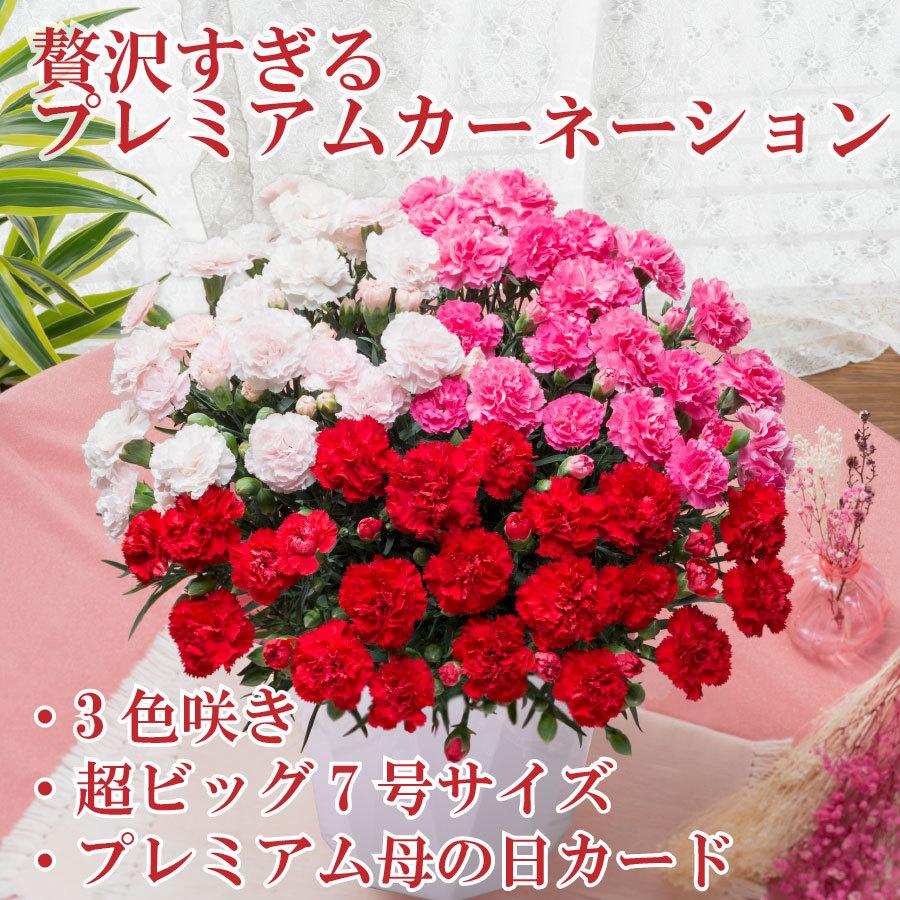 カーネーション 鉢植え 2
