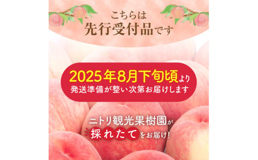 余市産 桃 規格外品 3