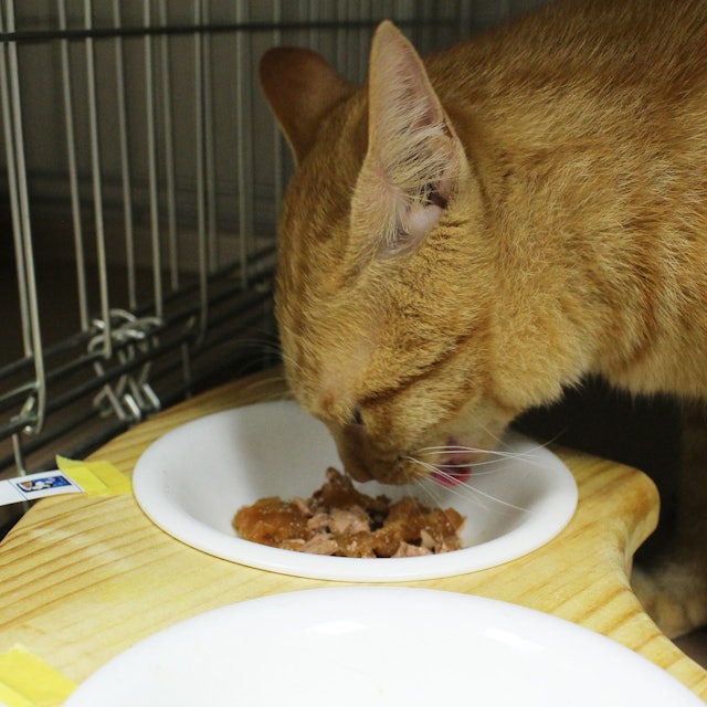 フィリックス やわらかグリルゼリー仕立てを全35商品と比較 口コミや評判を実際に使ってレビューしました Mybest