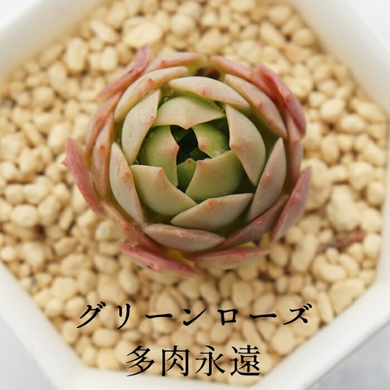 グリーンローズ 1