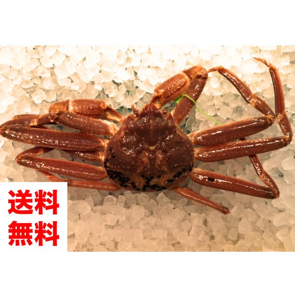 香住の活松葉かに 2