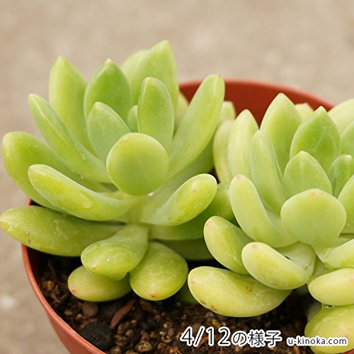 初心者向けの多肉植物のおすすめ人気ランキング【2026年5月】 | マイベスト