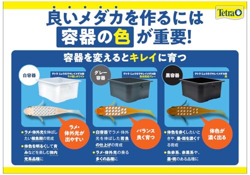 じょうろでキレイメダカ鉢 4