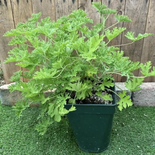 21年 虫除け用ハーブの鉢のおすすめ人気ランキング10選 Mybest