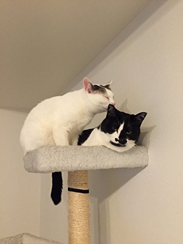 うちの猫がまた変なことしてる。  5