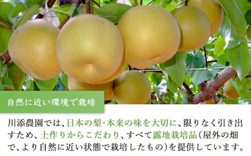 今が食べ頃 特栽 旬の梨 4
