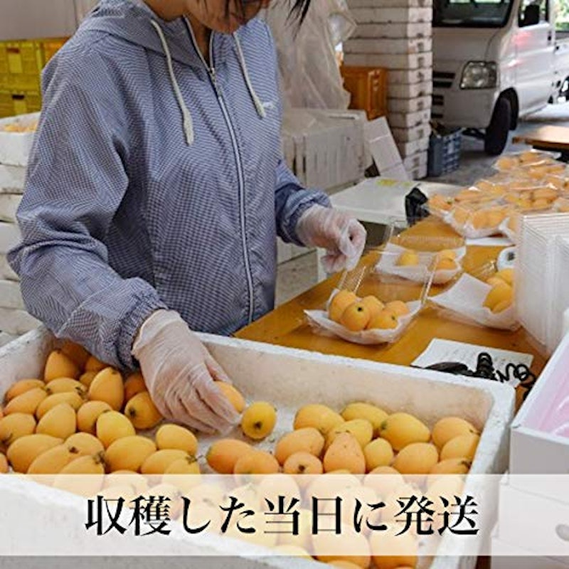 早苗果樹園 高倉びわ 7