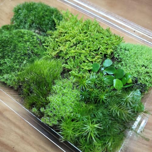 苔おまかせ4種類 1