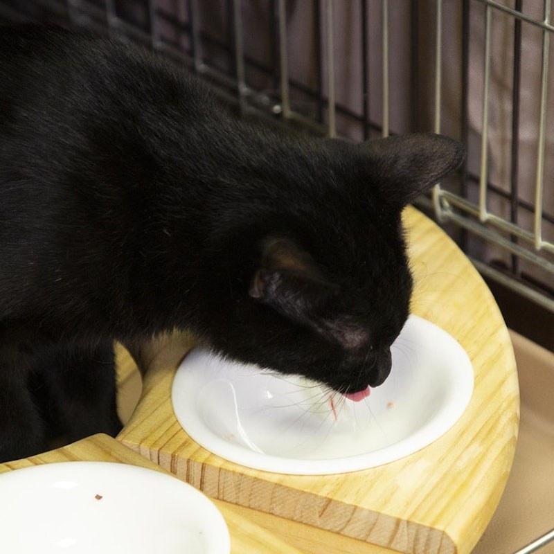 Catmom 無添加のおいしさフリーズドライまぐろを全27商品と比較 口コミや評判を実際に使ってレビューしました Mybest Catmom 無添加のおいしさフリーズドライまぐろを全27商品と比較 口コミや評判を実際に使ってレビューしました Mybest