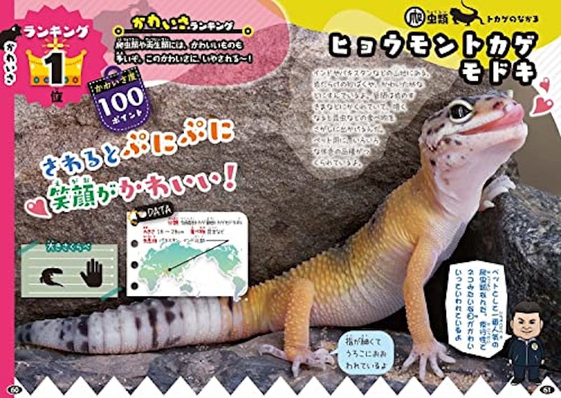 白輪園長の爬虫類・両生類ランキング大図鑑 4