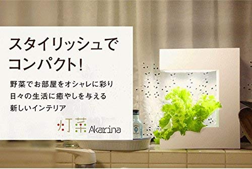 灯菜 Akarina OMA14 2