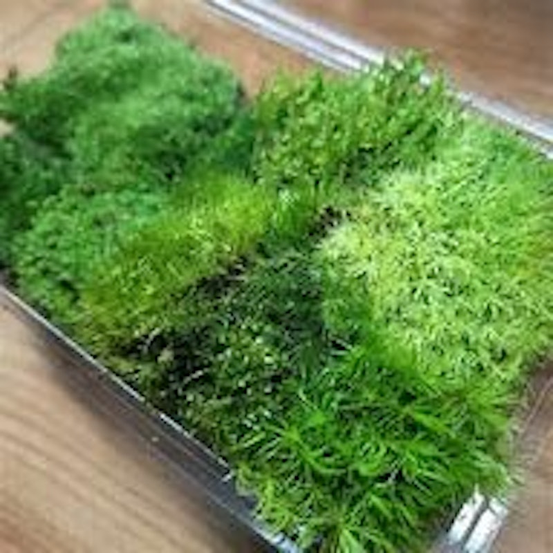 苔5種詰め合わせパック 1