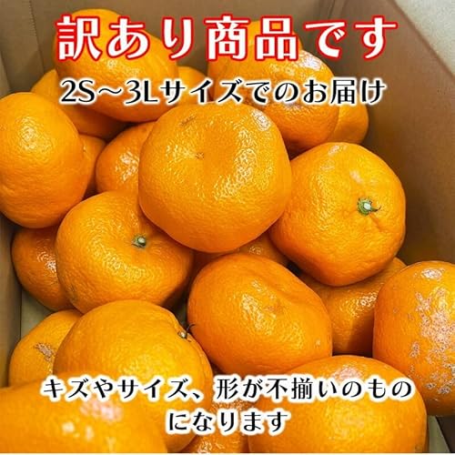 有田みかん 7