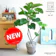 LAND PLANTS ウンベラータ 1
