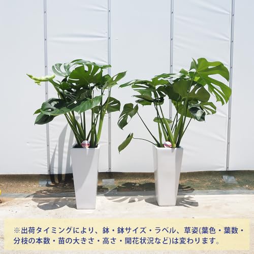 モンステラ デリシオーサ 4