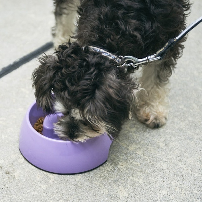 徹底比較 犬用早食い防止食器のおすすめ人気ランキング10選 効果が高いのはどれ Mybest 徹底比較 犬用早食い防止食器のおすすめ人気ランキング10選 効果が高いのはどれ Mybest