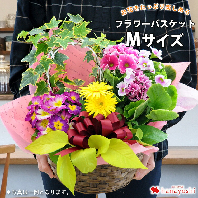 990円 満点の 敬老の日 花 ギフト プレゼント 季節の鉢花の寄せカゴ