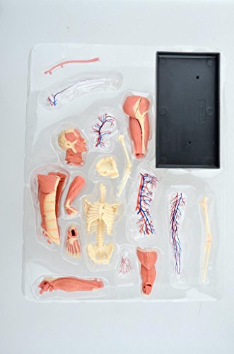 人体筋肉と血管模型 6