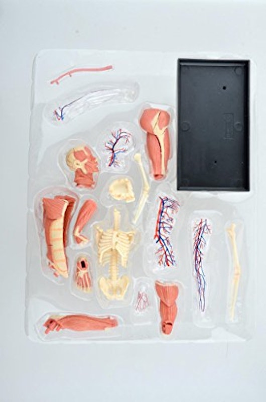 人体筋肉と血管模型 6