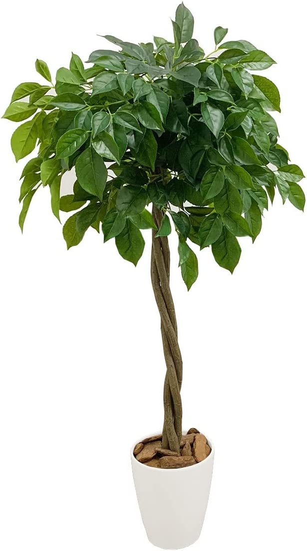 22年 多肉植物のおすすめ人気ランキング64選 Mybest