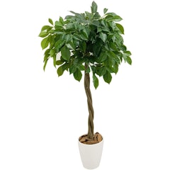 22年 多肉植物のおすすめ人気ランキング64選 Mybest 22年 多肉植物のおすすめ人気ランキング64選 Mybest