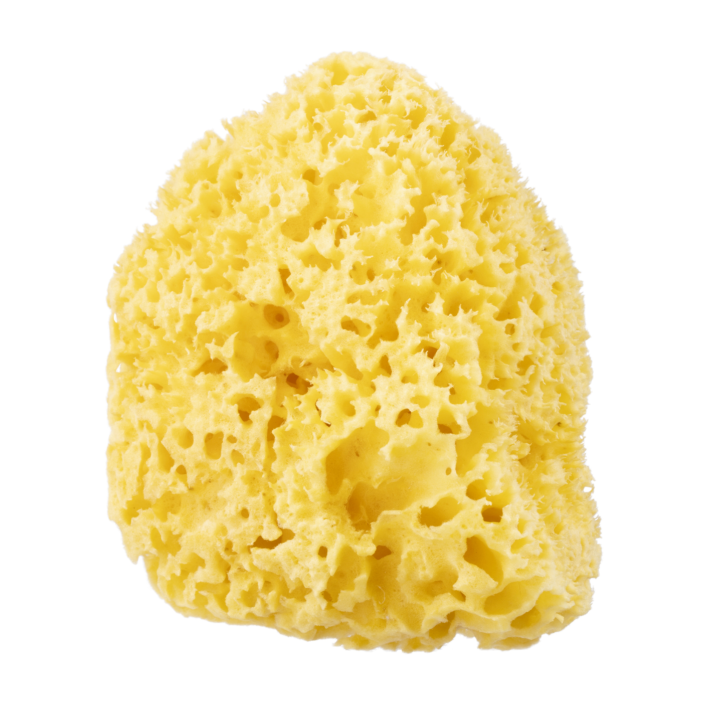 21年 ボディスポンジのおすすめ人気ランキング18選 徹底比較 Mybest