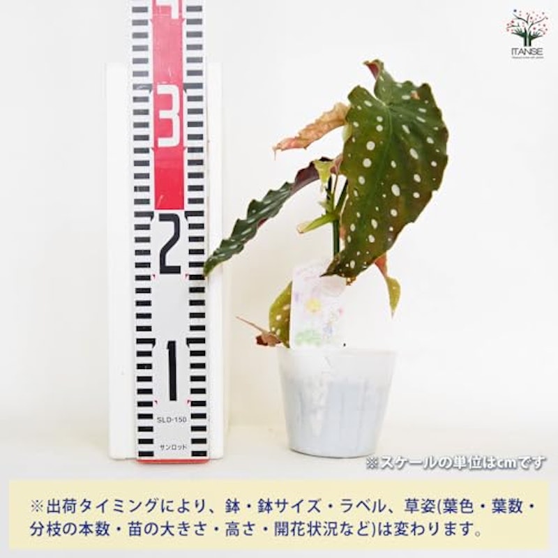木立ベゴニア マクラータ 3