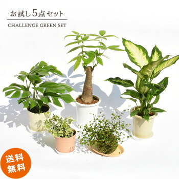 安い観葉植物のおすすめ人気ランキング【2024年】 | マイベスト