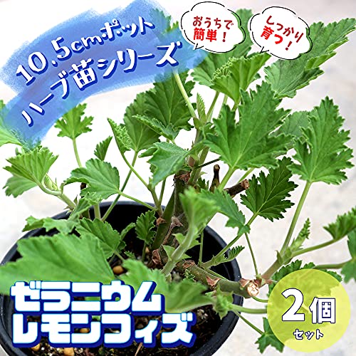 レモンゼラニウム 4