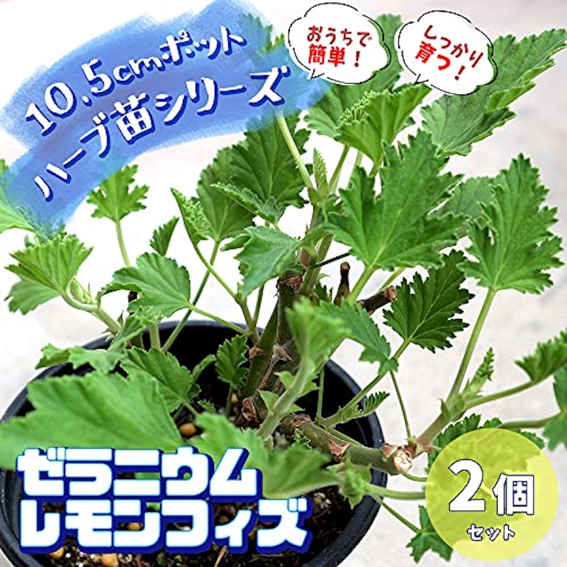 レモンゼラニウム 4