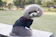 コムスペック タキシード 1