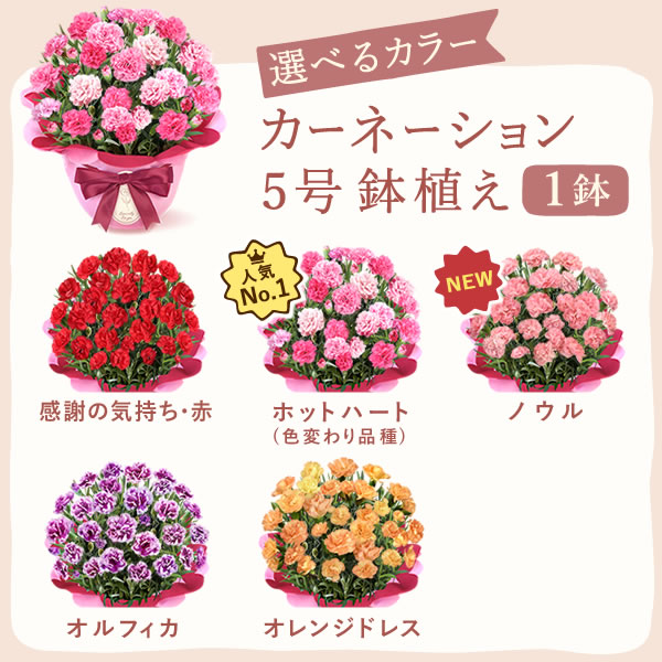 カーネーション鉢植え　スイーツセット 2