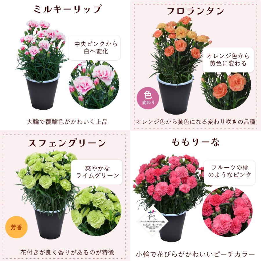 カーネーションの鉢花 3