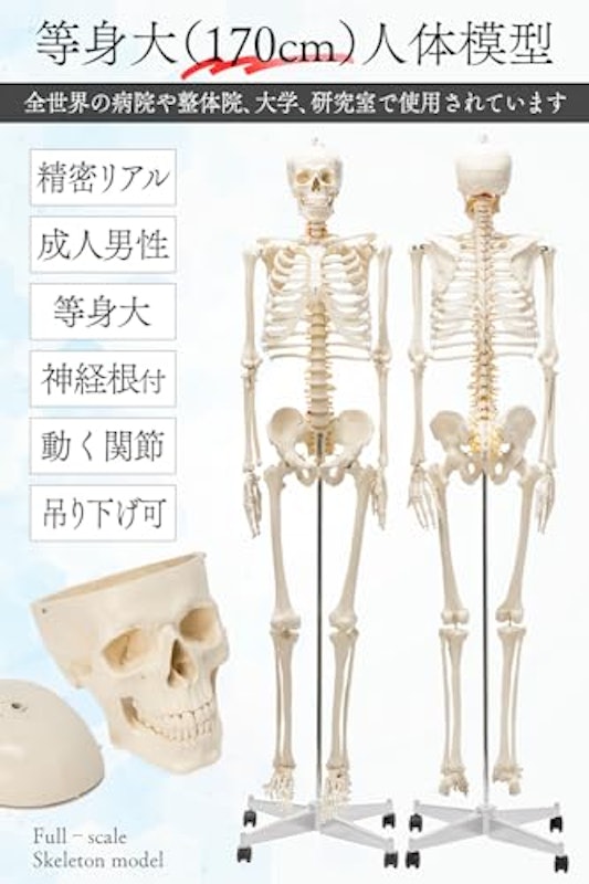 人体模型 2