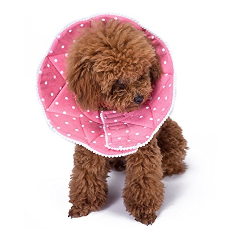 21年 犬用エリザベスカラーのおすすめ人気ランキング10選 Mybest 21年 犬用エリザベスカラーのおすすめ人気ランキング10選 Mybest