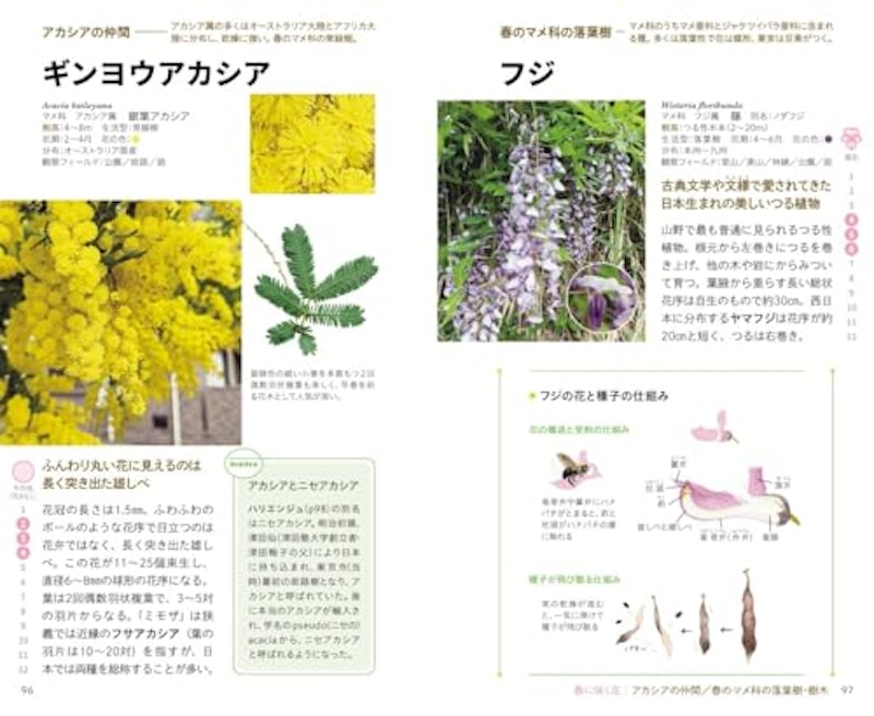 見わけがすぐつく花図鑑 4