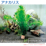 21年 ザリガニにおすすめの水草のおすすめ人気ランキング9選 Mybest 21年 ザリガニにおすすめの水草のおすすめ人気ランキング9選 Mybest