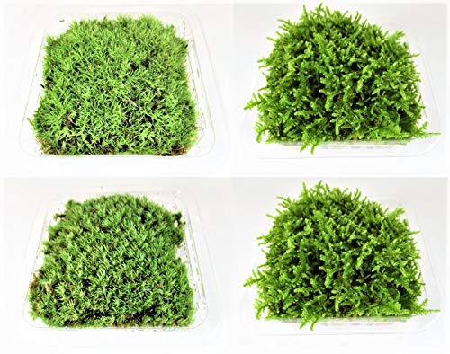 ガーデンデザイナーが教える 苔のおすすめ人気ランキング10選 アクアテラリウムにも Mybest