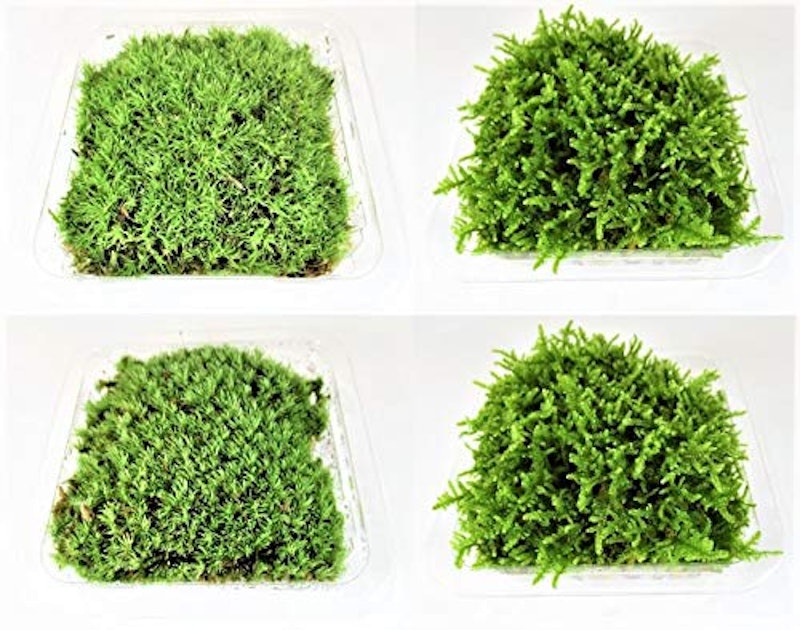 ガーデンデザイナーが教える 苔のおすすめ人気ランキング10選 アクアテラリウムにも Mybest ガーデンデザイナーが教える 苔のおすすめ人気ランキング10選 アクアテラリウムにも Mybest