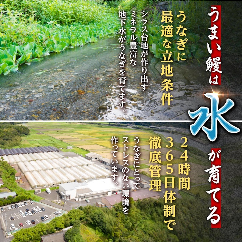 鹿児島県産 うなぎ長蒲焼 10