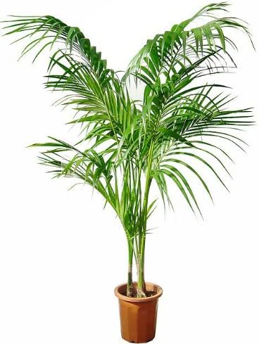 ケンチャヤシのおすすめ人気ランキング【2025年11月】 | マイベスト